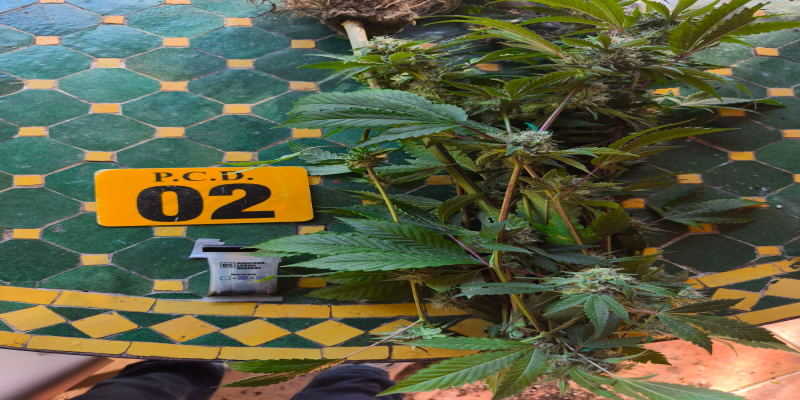 EN MENOS DE UN MES, FISCALÍA DE OSA LOGRA CONDENA POR CULTIVO DE MARIHUANA